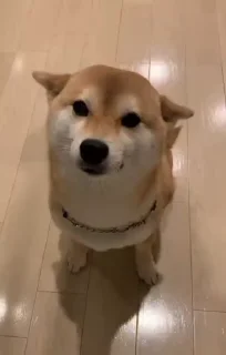 😌 Shiba Inu Vimdeos #2 @LegendaryKeys, Telegram sticker 5 of 50