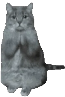 🙏 Pussies 🐈, Telegram sticker 10 of 30