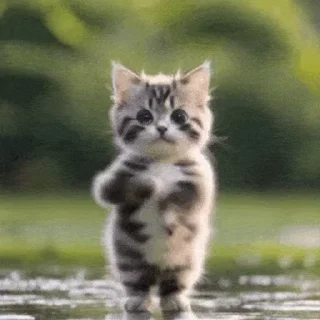 Pussies 🐈