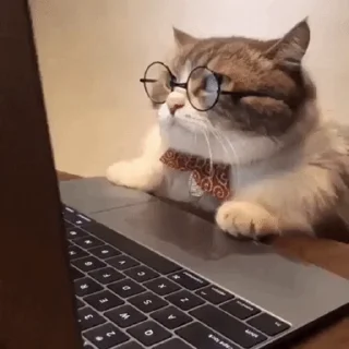 🤓 Pussies 🐈, Telegram sticker 13 of 30