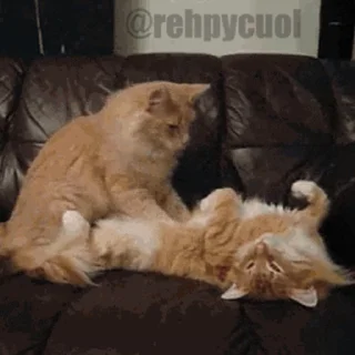 😻 Pussies 🐈, Telegram sticker 18 of 30