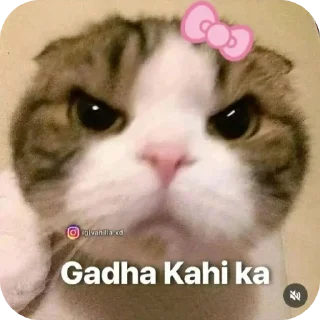 🐱 @soulmate_says 🫀🫂, Telegram sticker 8 of 50