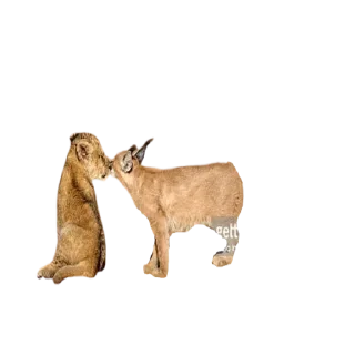 👼 Caracal, sticker Telegram 23 sur 30