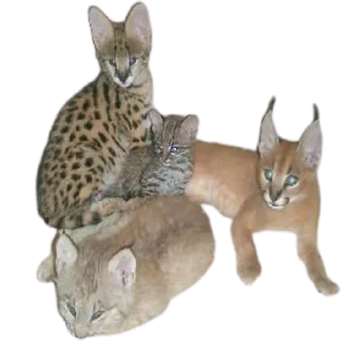 😜 Caracal, sticker Telegram 14 sur 30