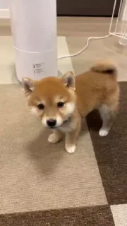 😕 Shiba Inu Vimdeos #3 @LegendaryKeys, Telegram sticker 17 of 26