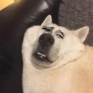 🐶 Kipo自用表情包, sticker Telegram 12 sur 57