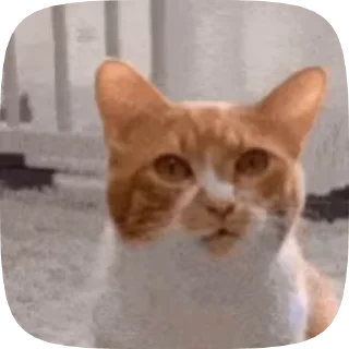 🌟 STIKER KONTOL, стикер Telegram 20 из 94