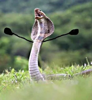 😡 SNAKES @animestickerchannel, стікер Telegram 6 з 60