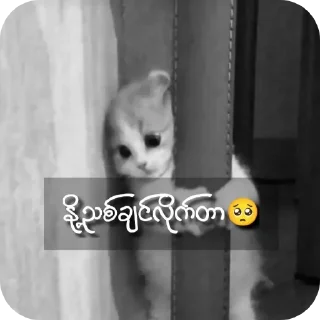 🍑 milk_lover_mango