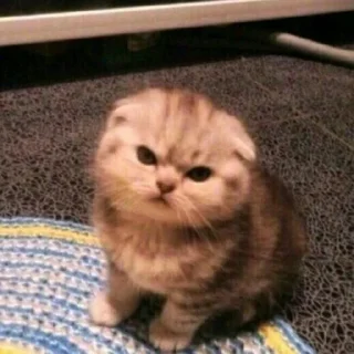 ❤️ Kucing gila @jejesssh, стікер Telegram 1 з 11