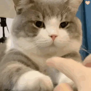 🐱 🐈土豆, стікер Telegram 18 з 50