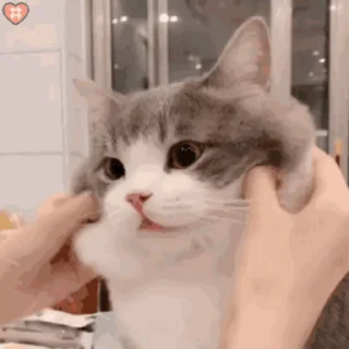 🐱 🐈土豆, стікер Telegram 19 з 50