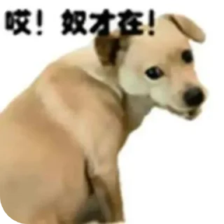 🐶 sss, стікер Telegram 10 з 27