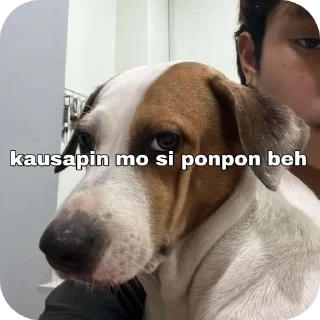🐶 Cup of Joe, Telegram sticker 18 of 72