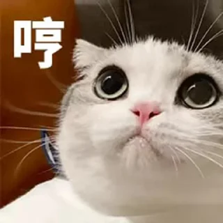 🙊 o_O®泡芙, стикер Telegram 13 из 90