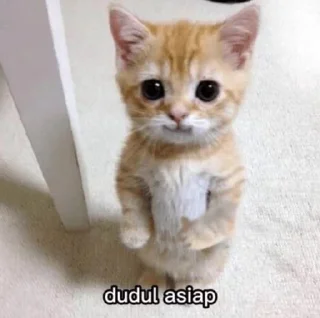 👍 rn :3, Telegram sticker 13 of 38