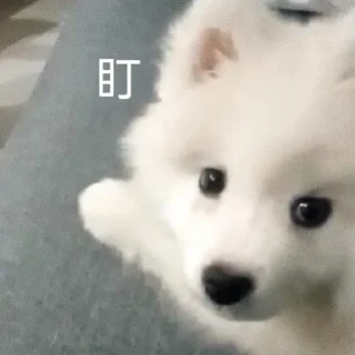 🥲 萨摩耶(Samoyed) & more by @momo_li ⭐️, Telegram sticker 9 of 120