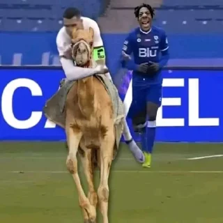 🐫 Penaldo, стікер Telegram 13 з 120