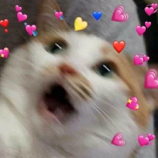 🐈 kucing @kimyounghoonn, Telegram sticker 24 of 120