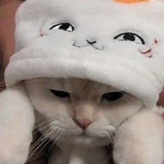 🐈 kucing @kimyounghoonn, Telegram sticker 19 of 120