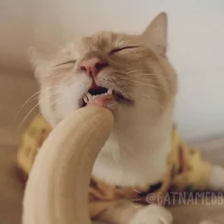 🍌 Cats for Gemini Group, стікер Telegram 15 з 18