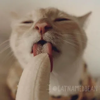🍌 Cats for Gemini Group, стікер Telegram 13 з 18