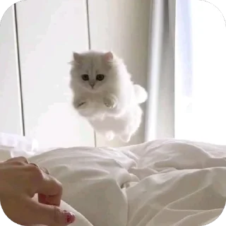 🫥 ΣПYӨ🦋s kang pack, стікер Telegram 5 з 85