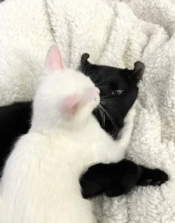 😘 Pussies, стикер Telegram 10 из 16