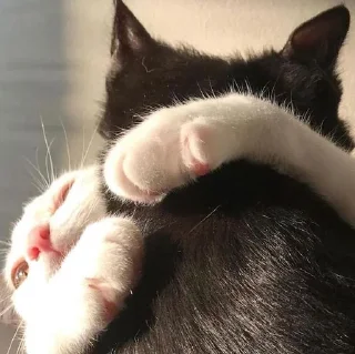 😘 Pussies, стикер Telegram 13 из 16