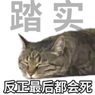勇敢貓貓不怕困難