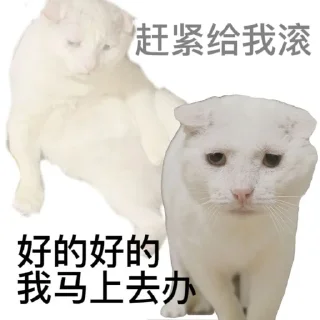 🫡 勇敢貓貓不怕困難, стикер Telegram 24 из 46