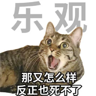 勇敢貓貓不怕困難