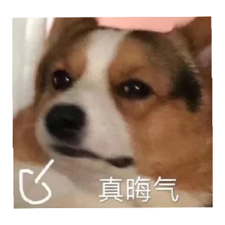 😄 修狗の表情包, стикер Telegram 15 из 18
