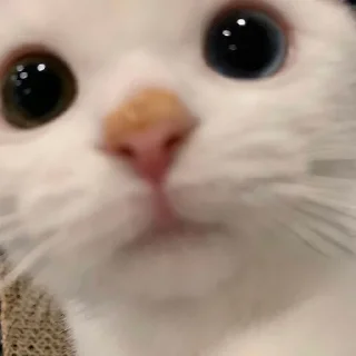 🥰 neko, sticker Telegram 2 sur 49