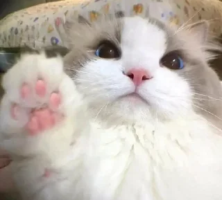 🤚 Mawmas, стікер Telegram 9 з 106