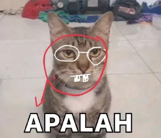 kucing