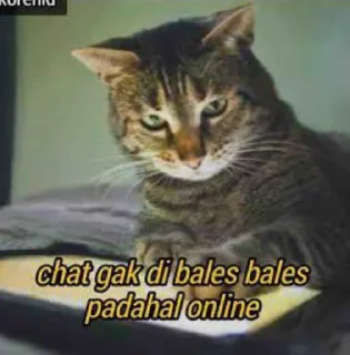 😐 Kucing, sticker Telegram 18 sur 21