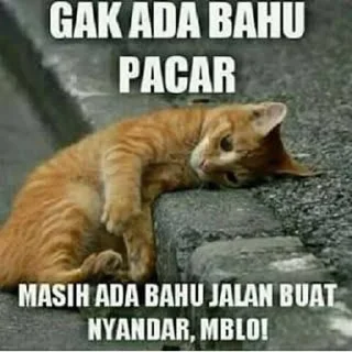 🙂 Kucing, sticker Telegram 5 sur 21