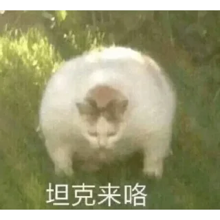🤔 高速代理 @hgwzcd, стикер Telegram 22 из 103