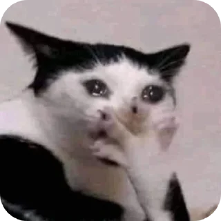 🐱 Punya saya., стікер Telegram 18 з 44