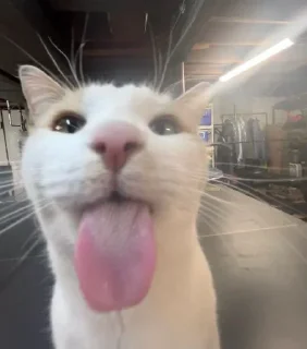 😛 Anti Furry, стікер Telegram 5 з 44