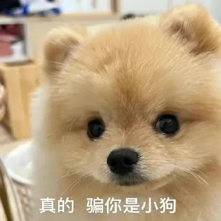 🐶 乃乃专用表情包🌈, sticker Telegram 16 sur 108
