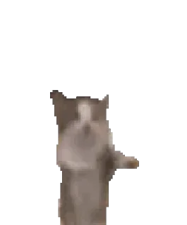 🐈 Pussies 🐈, Telegram sticker 22 of 30