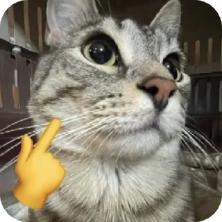 🐱 yaya, стикер Telegram 13 из 77