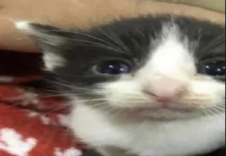 😿 ddd, Telegram sticker 13 of 103