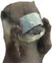 Cute Otter
