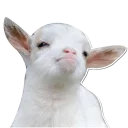 Sassy Goat