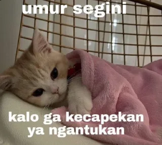 🤡 Stiker meme @hlspeli, стикер Telegram 18 из 61