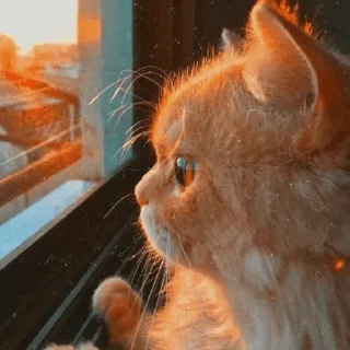 👀 Cattttt @sparkling_vibes, стикер Telegram 10 из 35