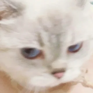 😑 Zuzu & Nana Reactions, стикер Telegram 5 из 35
